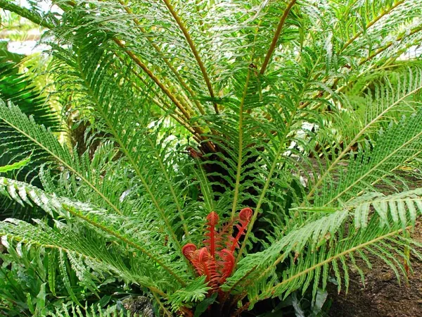 Foto von Farn (Blechnum brasiliense).
