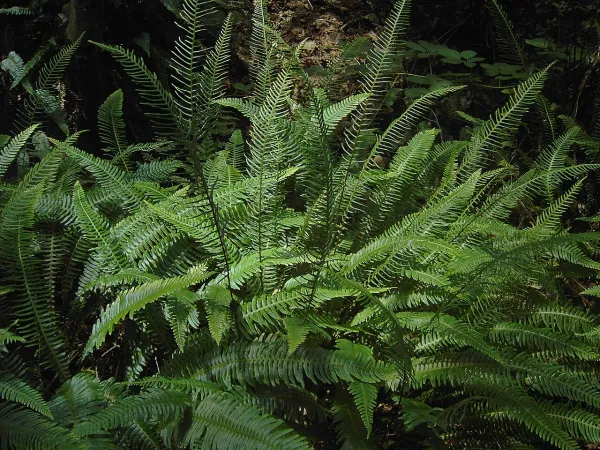 Foto von Farn (Blechnum spicant).