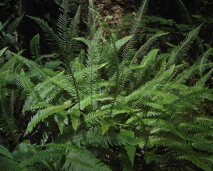 Foto von Farn (Blechnum spicant).