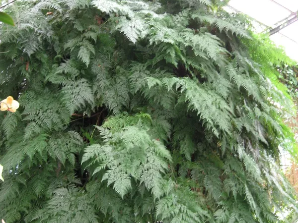 Foto von Farn (Davallia fejeensis).