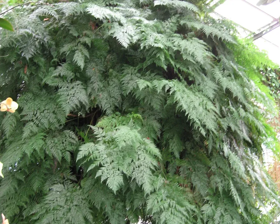 Foto von Farn (Davallia fejeensis).