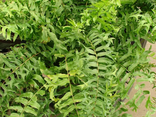 Foto von Farn (Nephrolepis falcata).