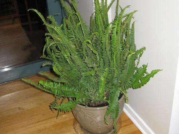 Foto von Farn (Nephrolepis obliterata).