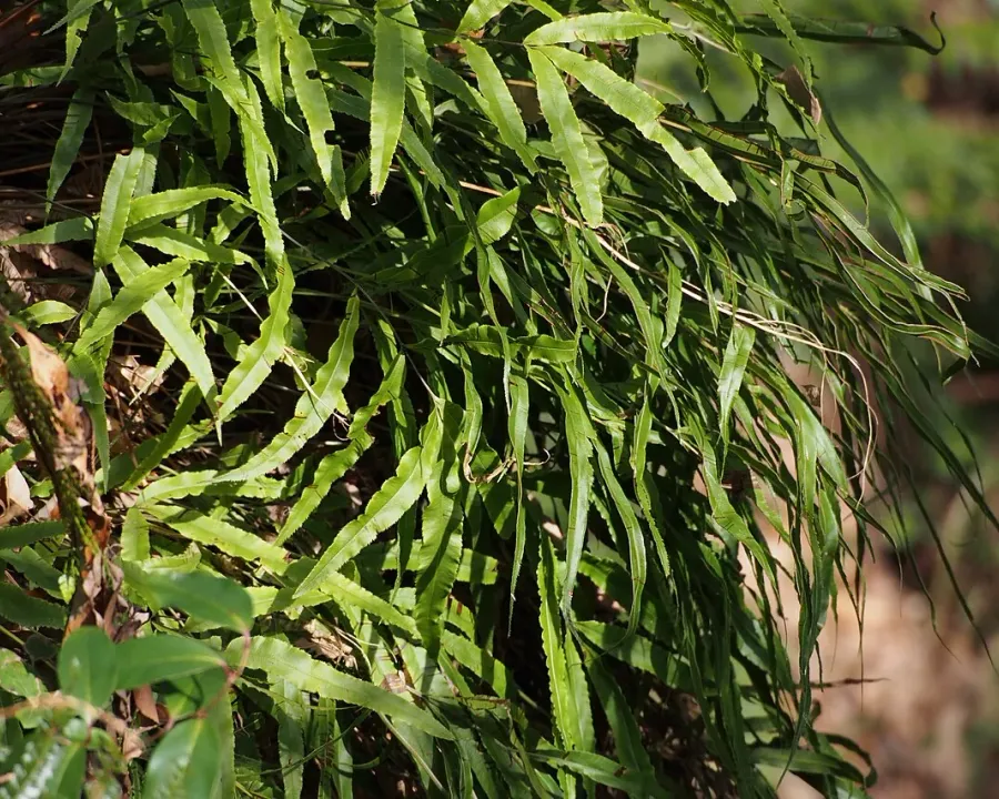 Foto von Farn (Pteris cretica).