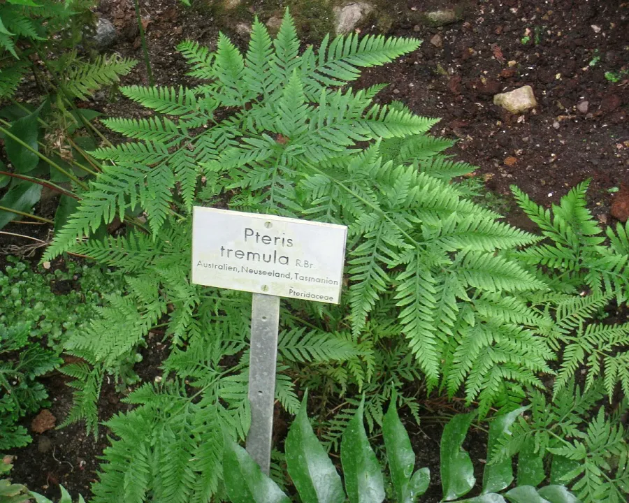 Foto von Farn (Pteris tremula).