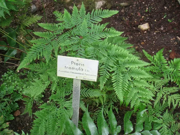 Foto von Farn (Pteris tremula).