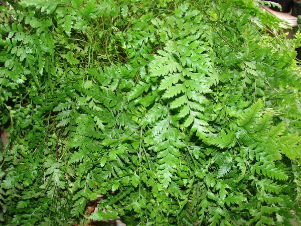 Foto von Farn (Rumohra adiantiformis).