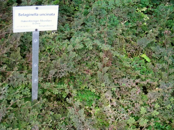 Foto von Farn (Selaginella uncinata).