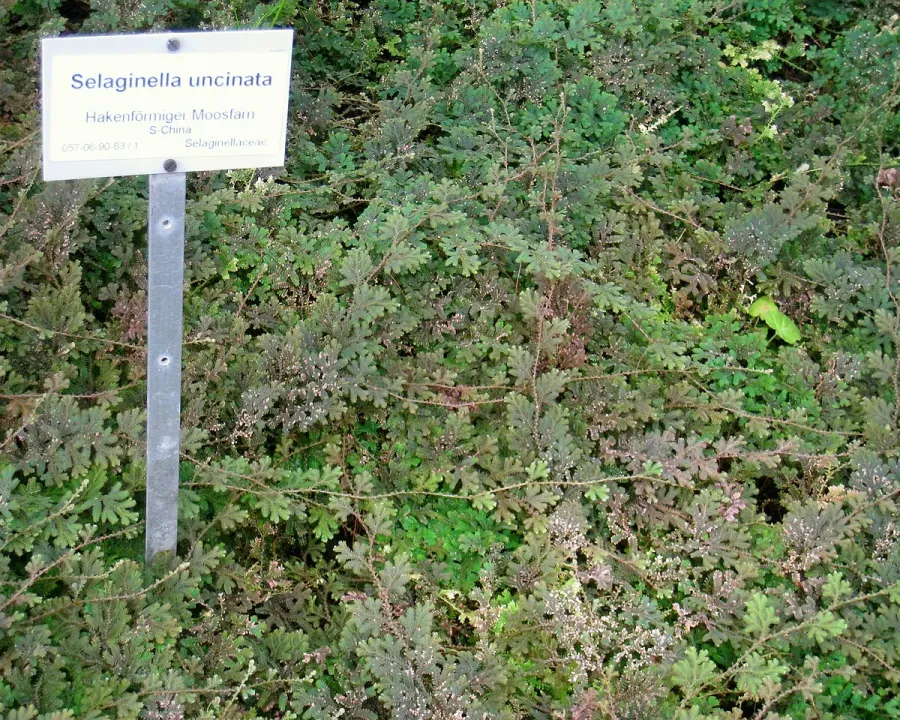 Foto von Farn (Selaginella uncinata).