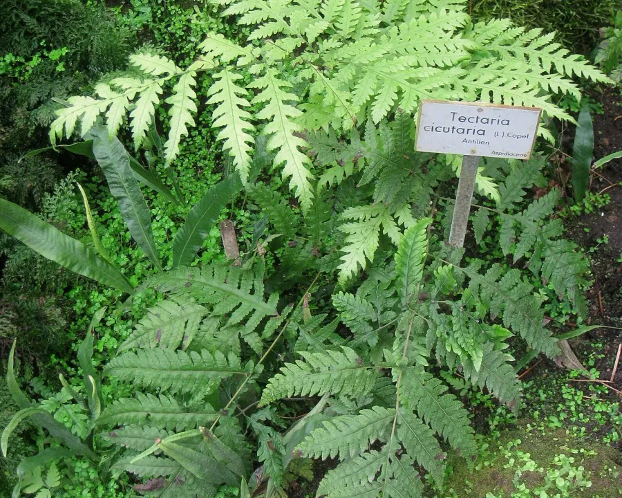 Foto von Farn (Tectaria cicutaria).