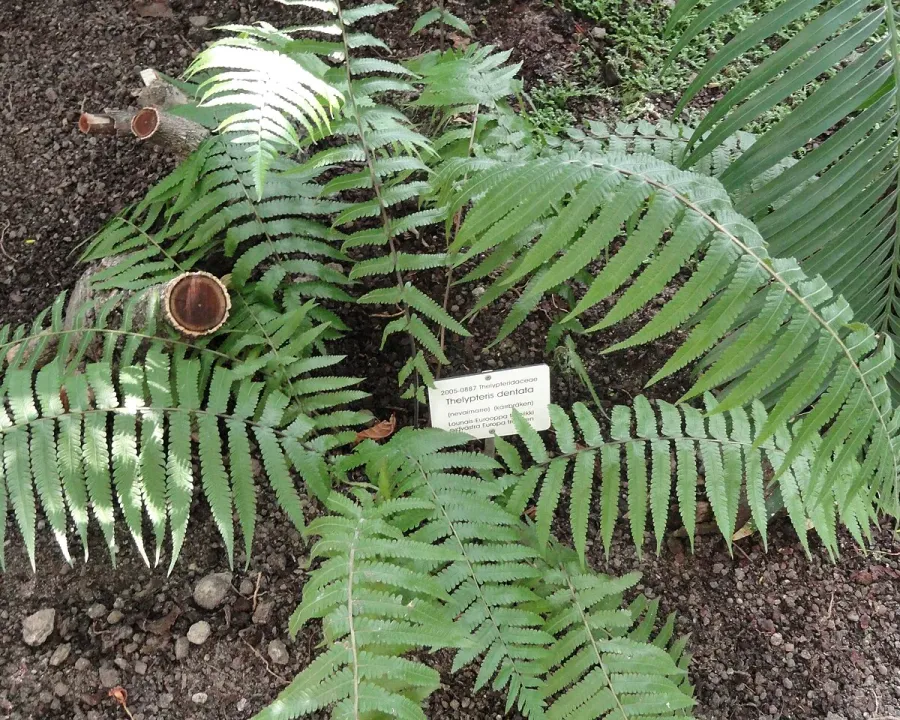 Foto von Farn (Thelypteris dentata).