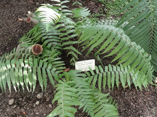 Foto von Farn (Thelypteris dentata).