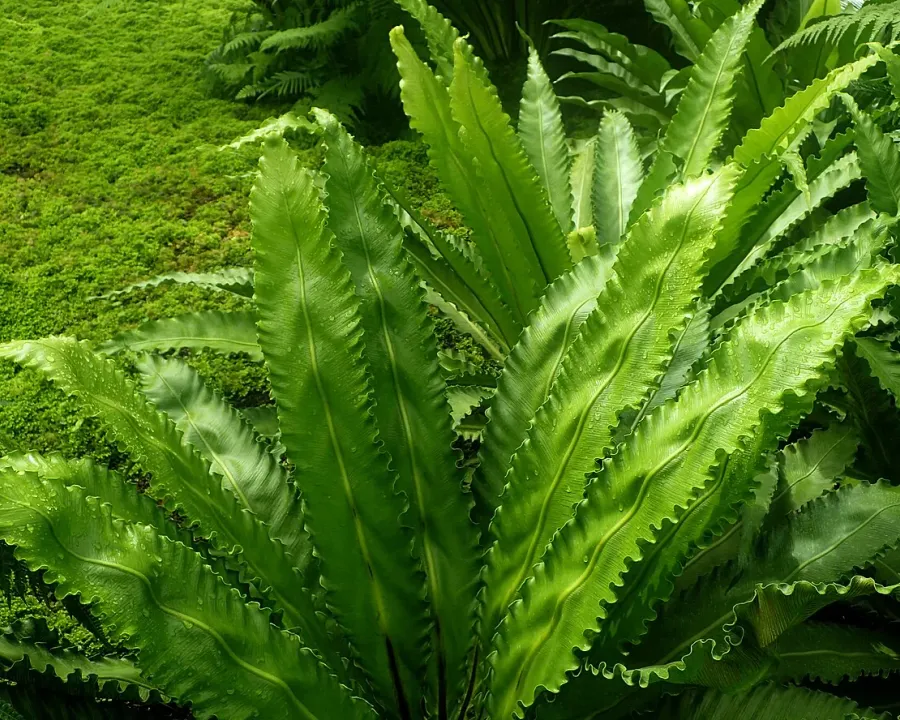 Foto von Farn (Asplenium antiquum).