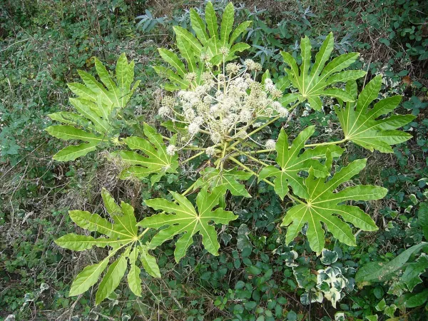 Foto von Fatsia japonica (Fatsia japonica).