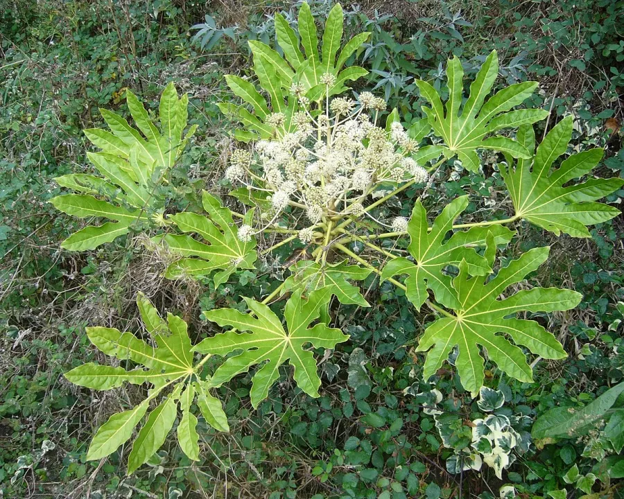 Foto von Fatsia japonica (Fatsia japonica).