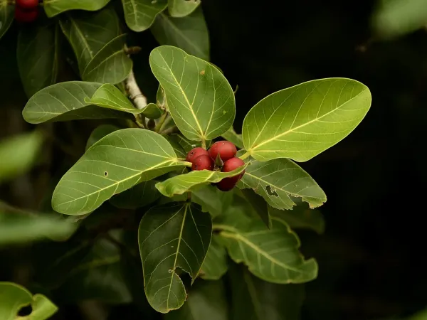 Foto von Feigenbaum (Ficus benghalensis).