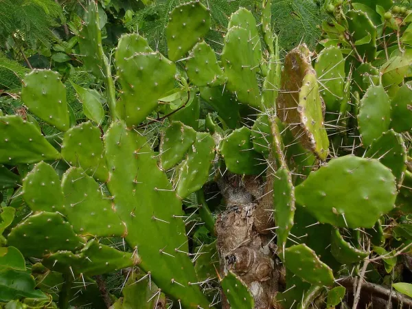 Foto von Feigenkaktus (Opuntia monacantha).
