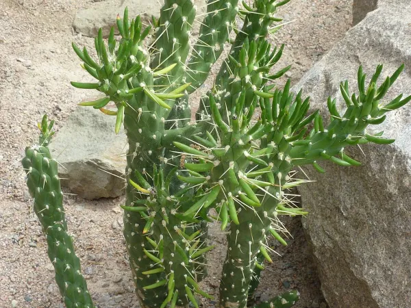 Foto von Feigenkaktus (Opuntia subulata).