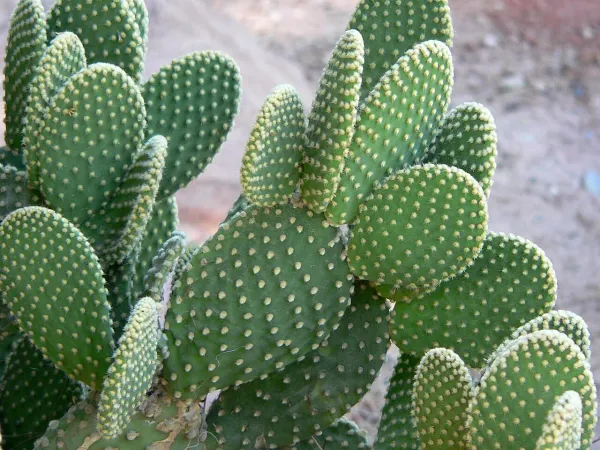 Foto von Feigenkaktus (Opuntia microdasys).