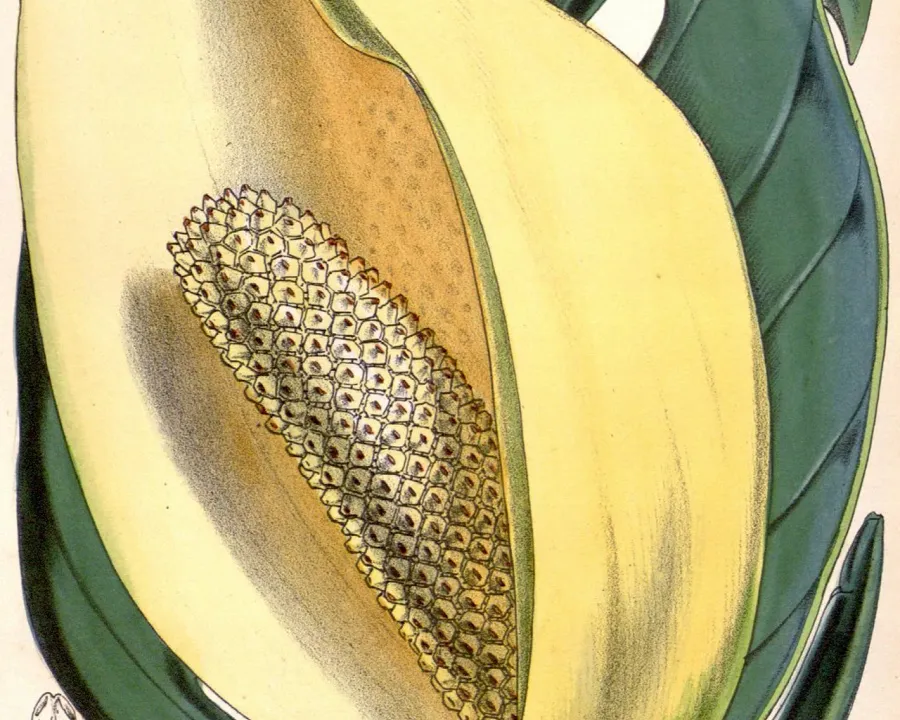 Foto von Fensterblatt (Monstera adansonii).