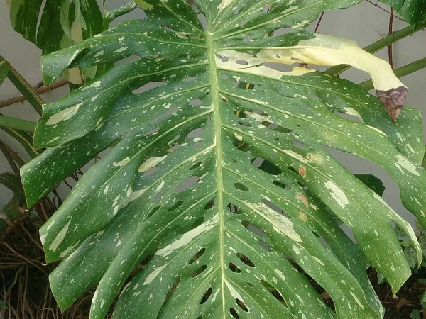 Foto von Fensterblatt (Monstera deliciosa 'Albo Variegata').