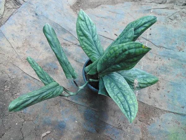 Foto von Fensterblatt (Monstera karstenianum).