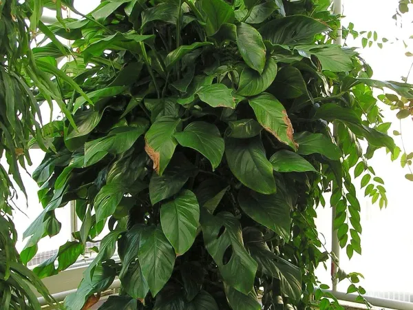Foto von Fensterblatt (Monstera obliqua).