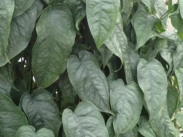 Foto von Fensterblatt (Monstera siltepecana).