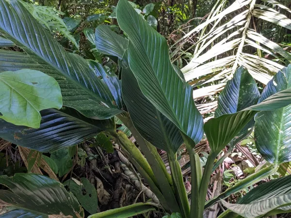 Foto von Fensterblatt (Monstera standleyana).