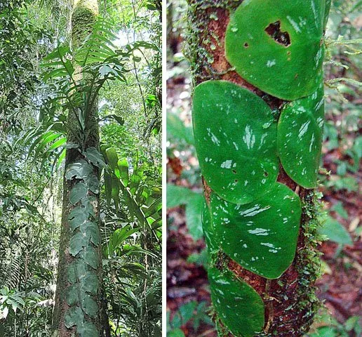 Foto von Fensterblatt (Monstera tenuis).