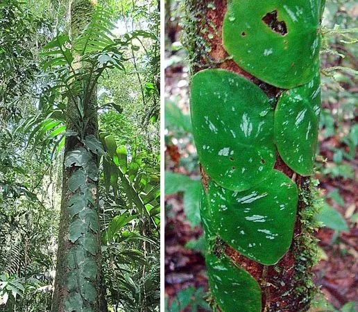 Foto von Fensterblatt (Monstera tenuis).