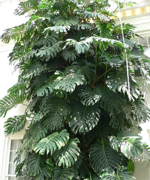 Foto von Fensterblatt (Monstera deliciosa).