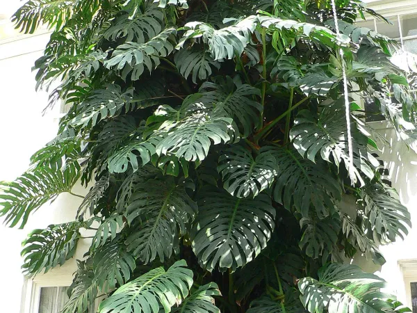 Foto von Fensterblatt (Monstera deliciosa).