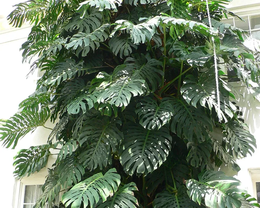 Foto von Fensterblatt (Monstera deliciosa).