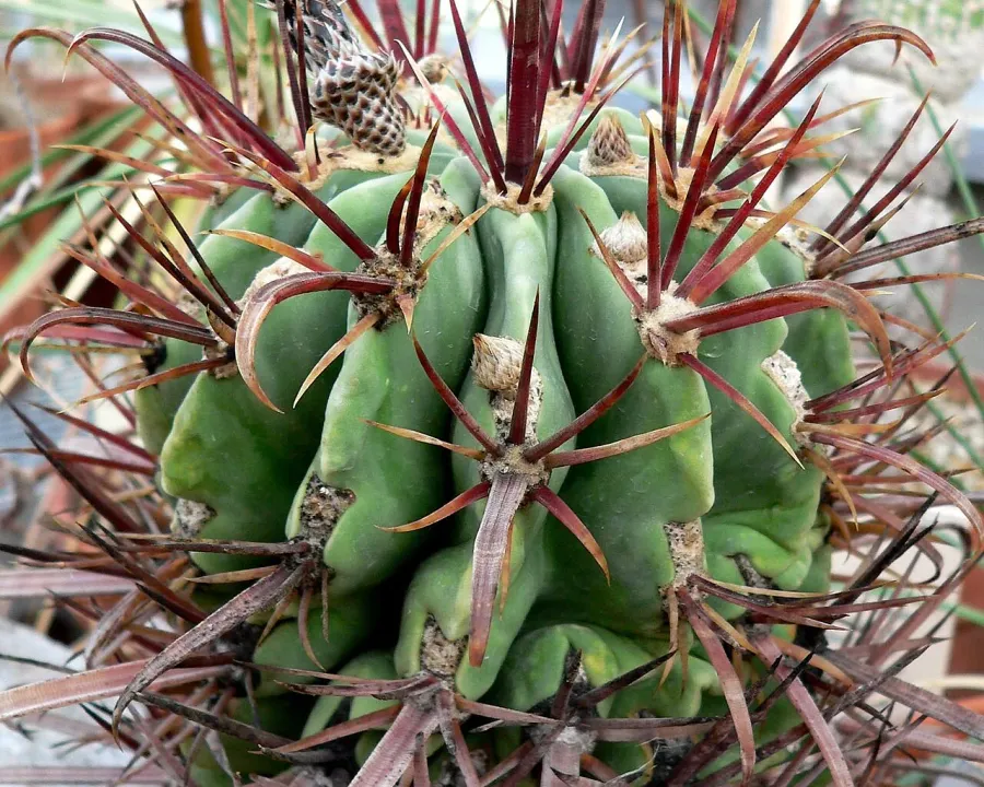 Foto von Ferokaktus (Ferocactus latispinus).