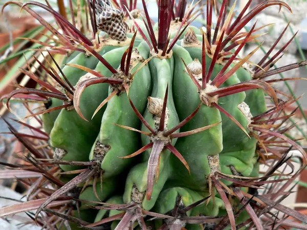 Foto von Ferokaktus (Ferocactus latispinus).
