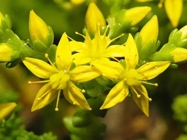 Foto von Fetthenne (Sedum acre).