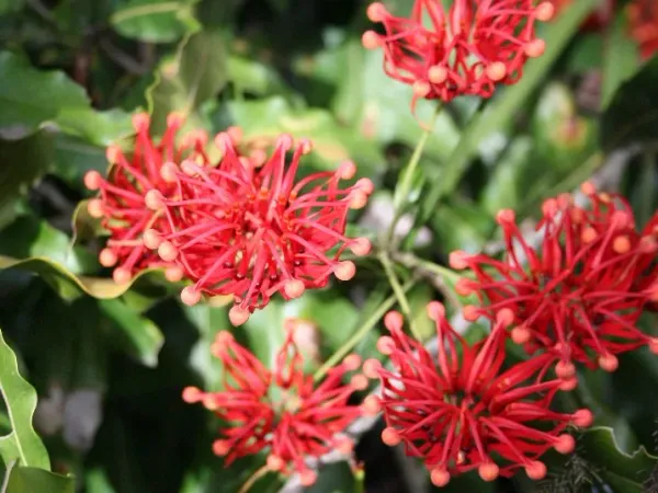 Foto von Feuerradbaum (Stenocarpus sinuatus).