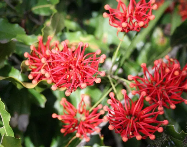 Foto von Feuerradbaum (Stenocarpus sinuatus).