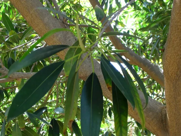 Foto von Ficus (Ficus binnendijkii).