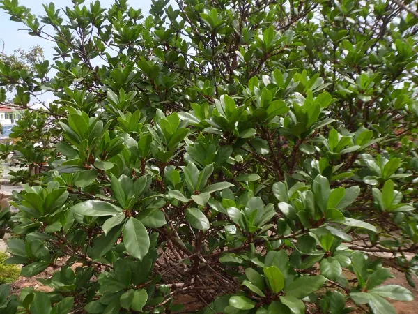 Foto von Ficus (Ficus cyathistipula).