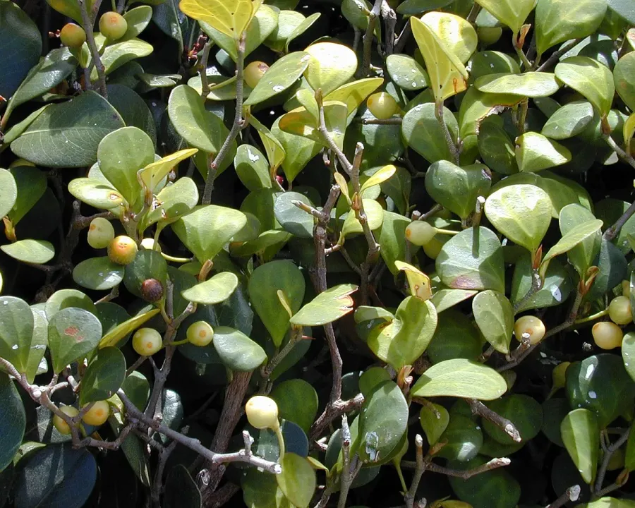 Foto von Ficus (Ficus deltoidea).