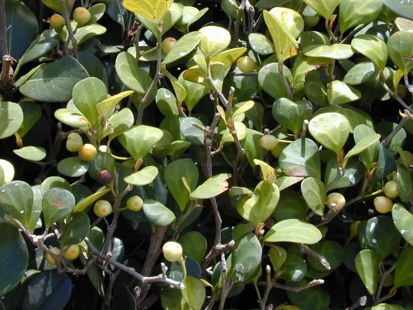Foto von Ficus (Ficus deltoidea).