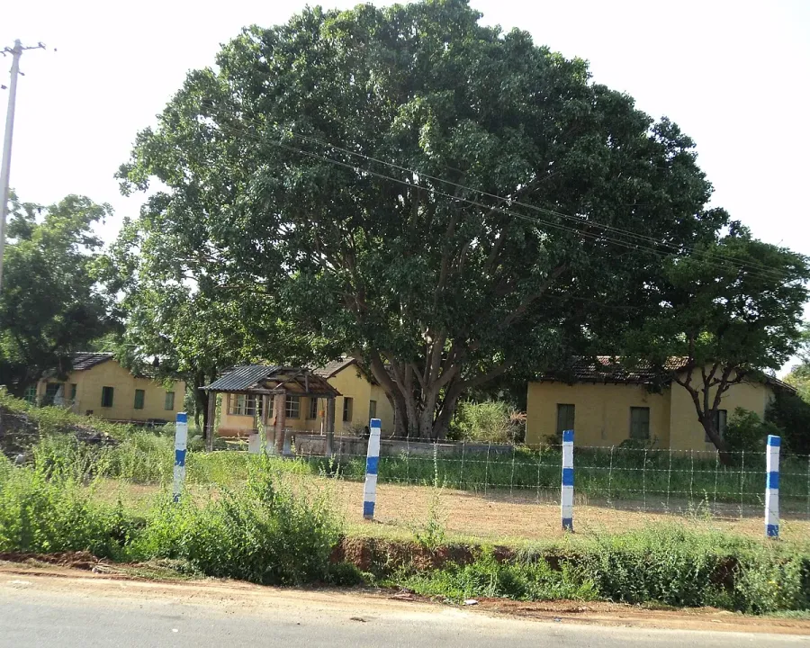 Foto von Ficus (Ficus religiosa).