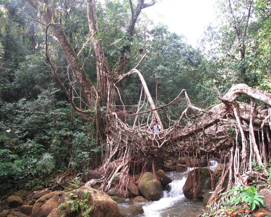 Foto von Ficus (Ficus elastica 'Tineke').