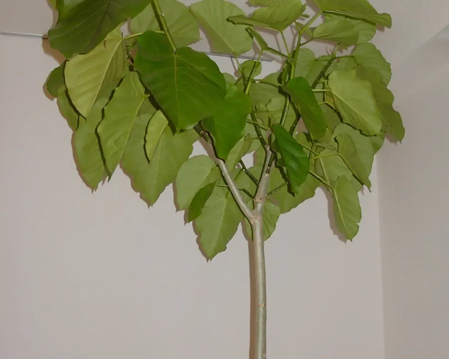 Foto von Ficus (Ficus umbellata).