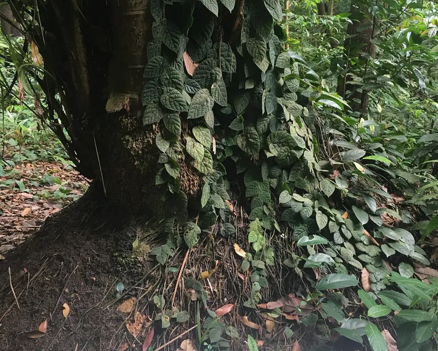 Foto von Ficus (Ficus villosa).
