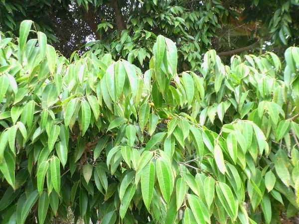 Foto von Ficus (Ficus binnendijkii 'Alii').