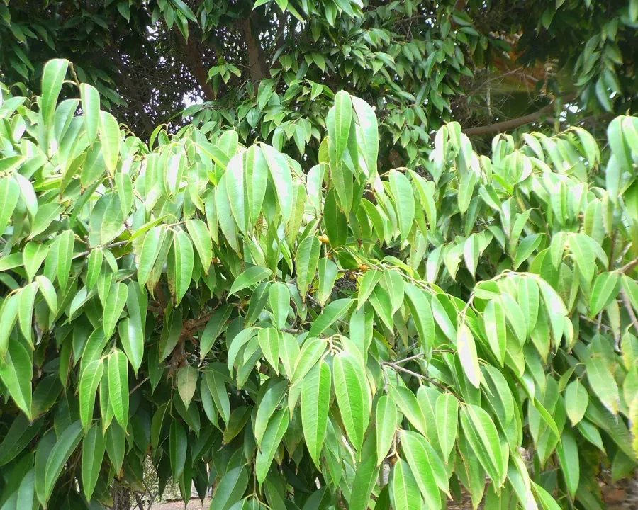 Foto von Ficus (Ficus binnendijkii 'Alii').
