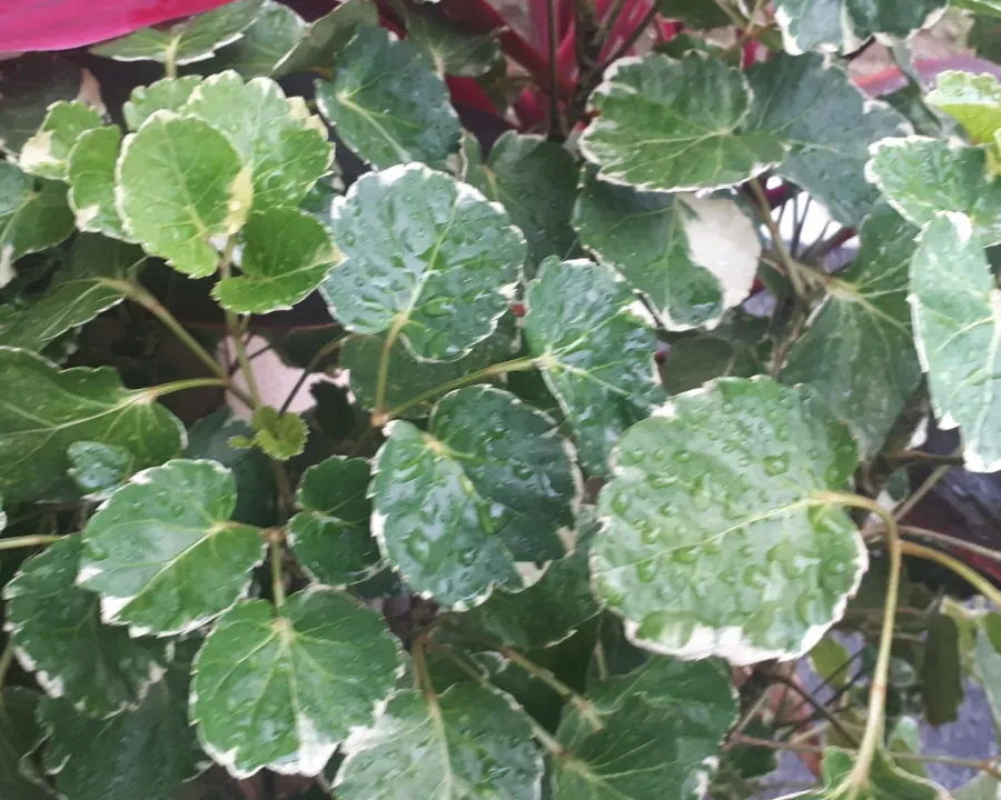 Foto von Fiederaralie (Polyscias balfouriana).